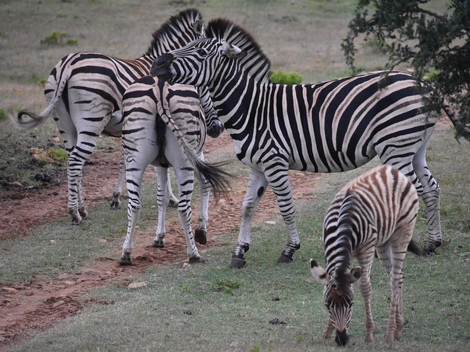 Baardbos Private Game Reserve Lejlighed Stilbaai Eksteriør billede