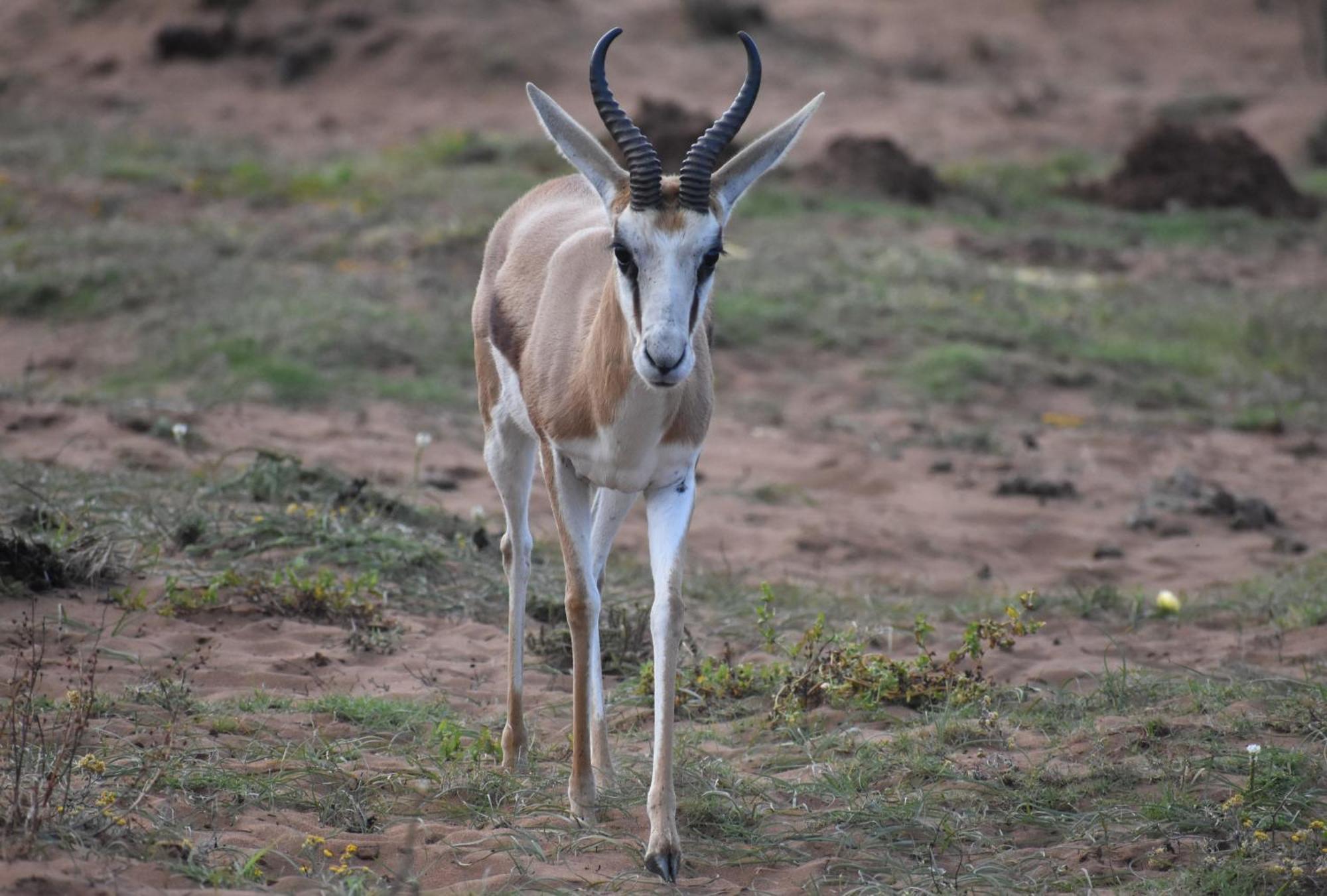 Baardbos Private Game Reserve Lejlighed Stilbaai Eksteriør billede