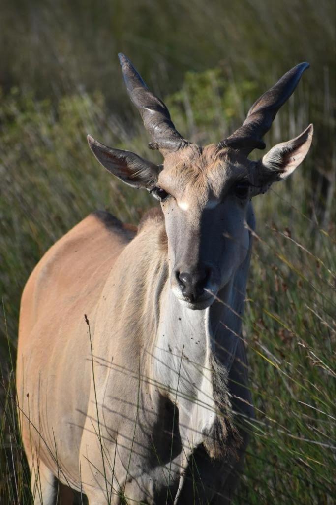 Baardbos Private Game Reserve Lejlighed Stilbaai Eksteriør billede