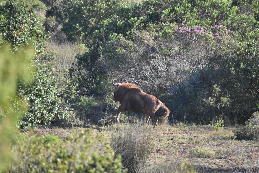 Baardbos Private Game Reserve Lejlighed Stilbaai Eksteriør billede