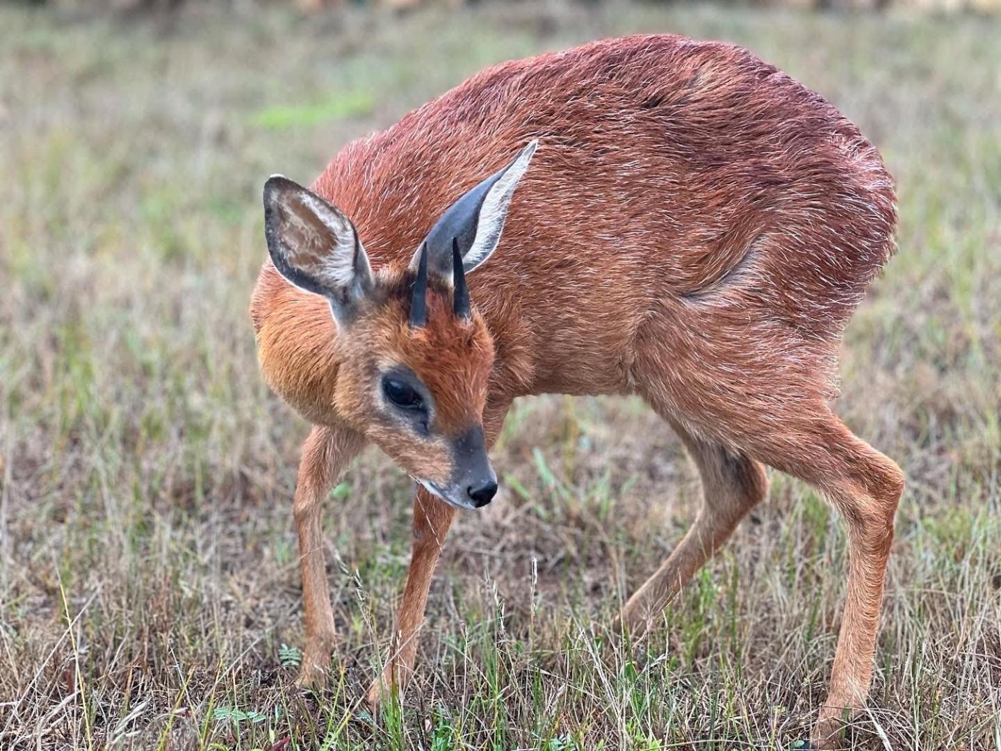 Baardbos Private Game Reserve Lejlighed Stilbaai Eksteriør billede