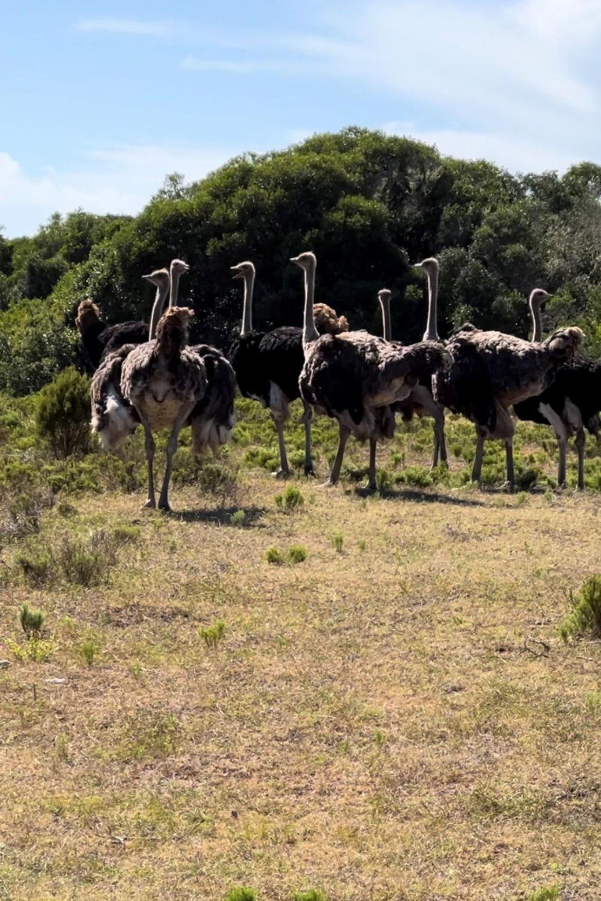 Baardbos Private Game Reserve Lejlighed Stilbaai Eksteriør billede