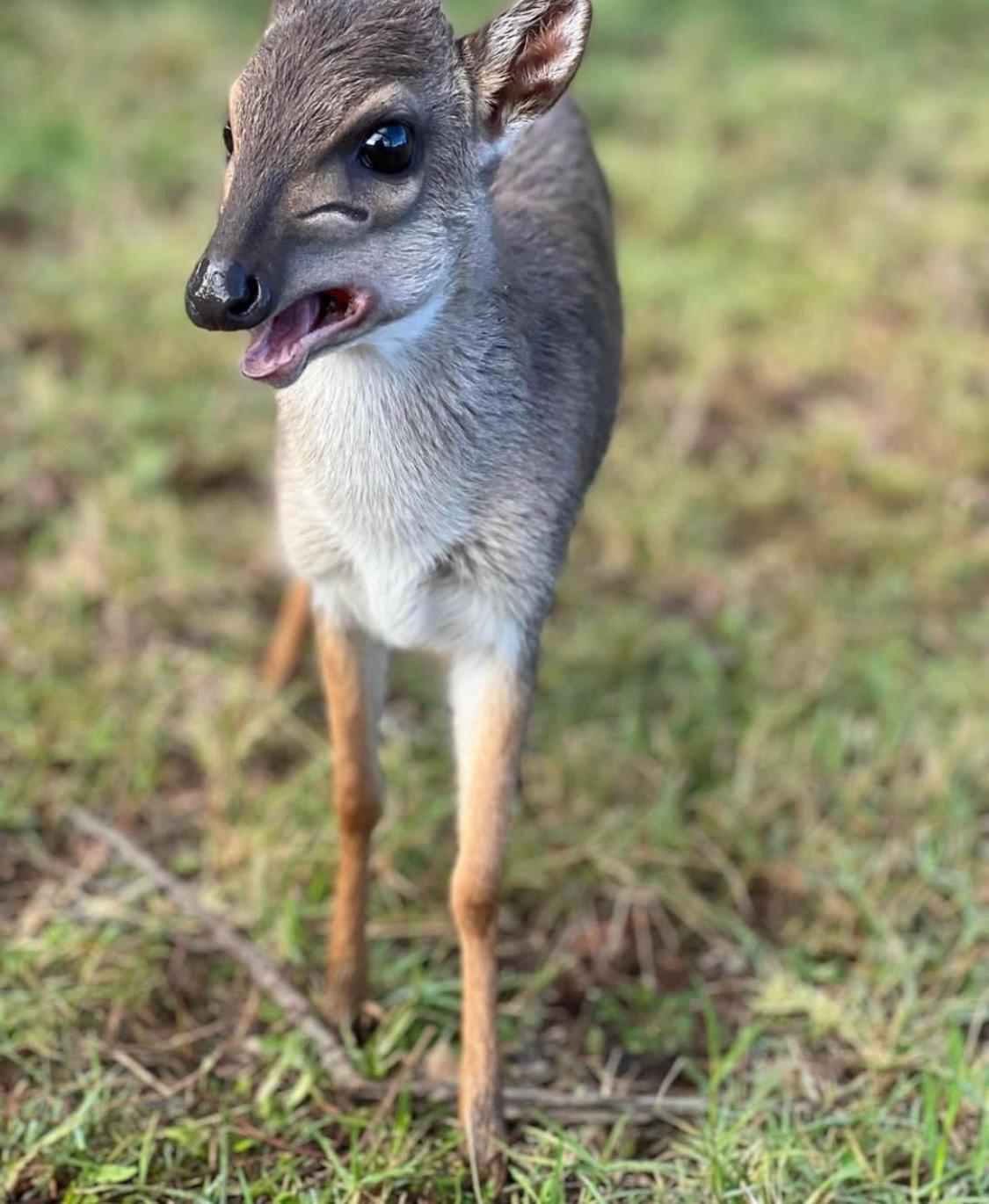 Baardbos Private Game Reserve Lejlighed Stilbaai Eksteriør billede