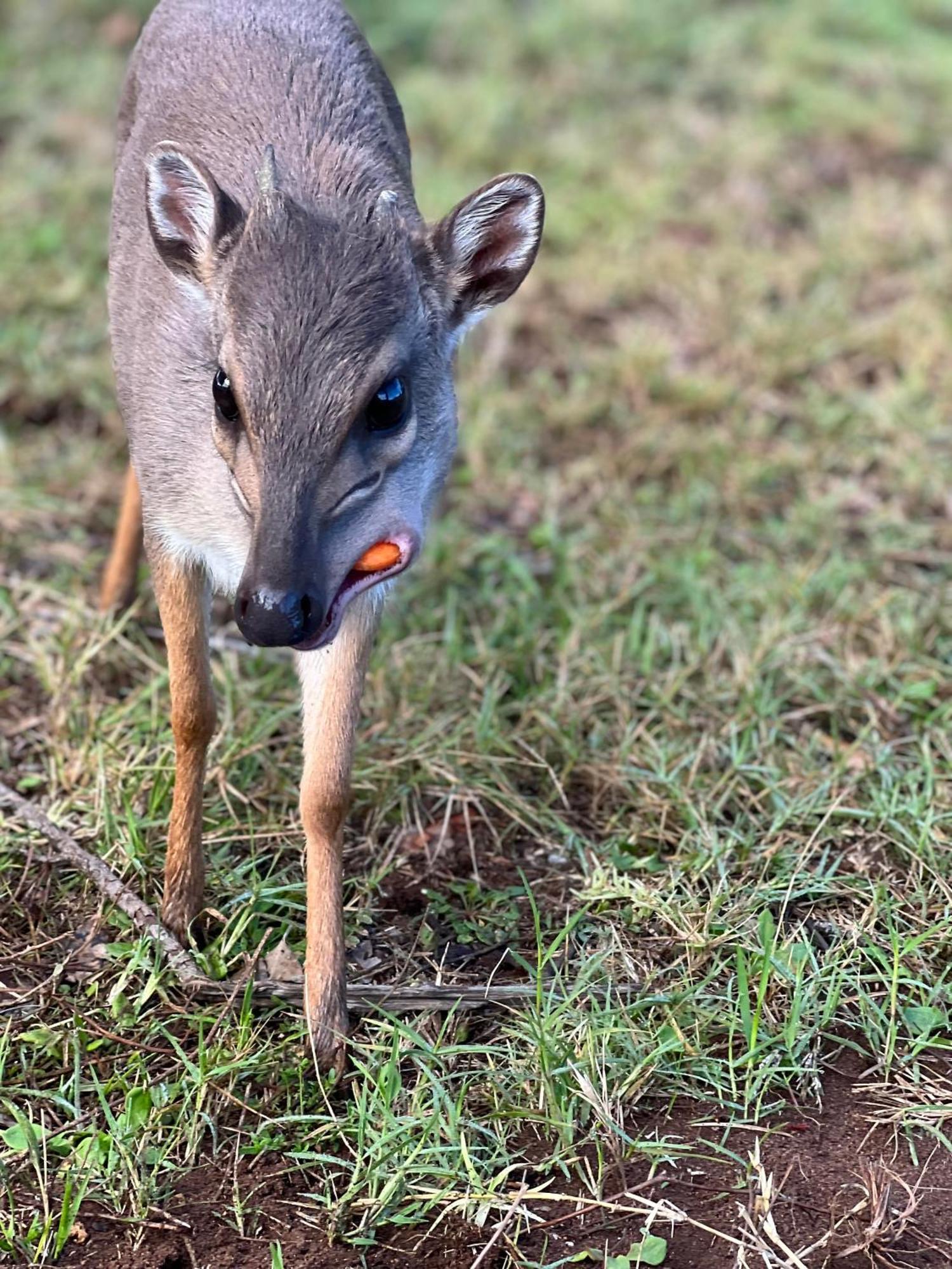 Baardbos Private Game Reserve Lejlighed Stilbaai Eksteriør billede