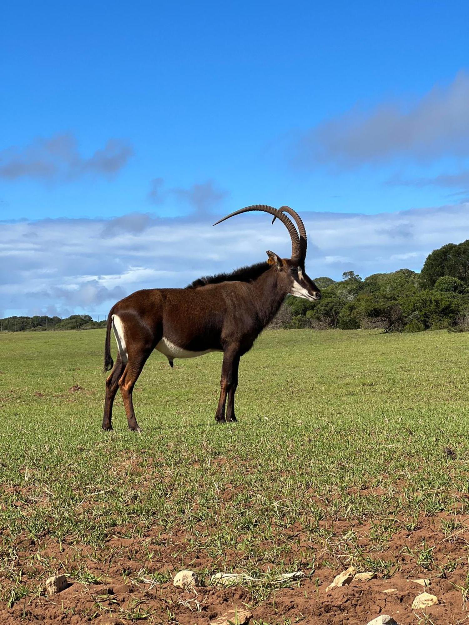 Baardbos Private Game Reserve Lejlighed Stilbaai Eksteriør billede