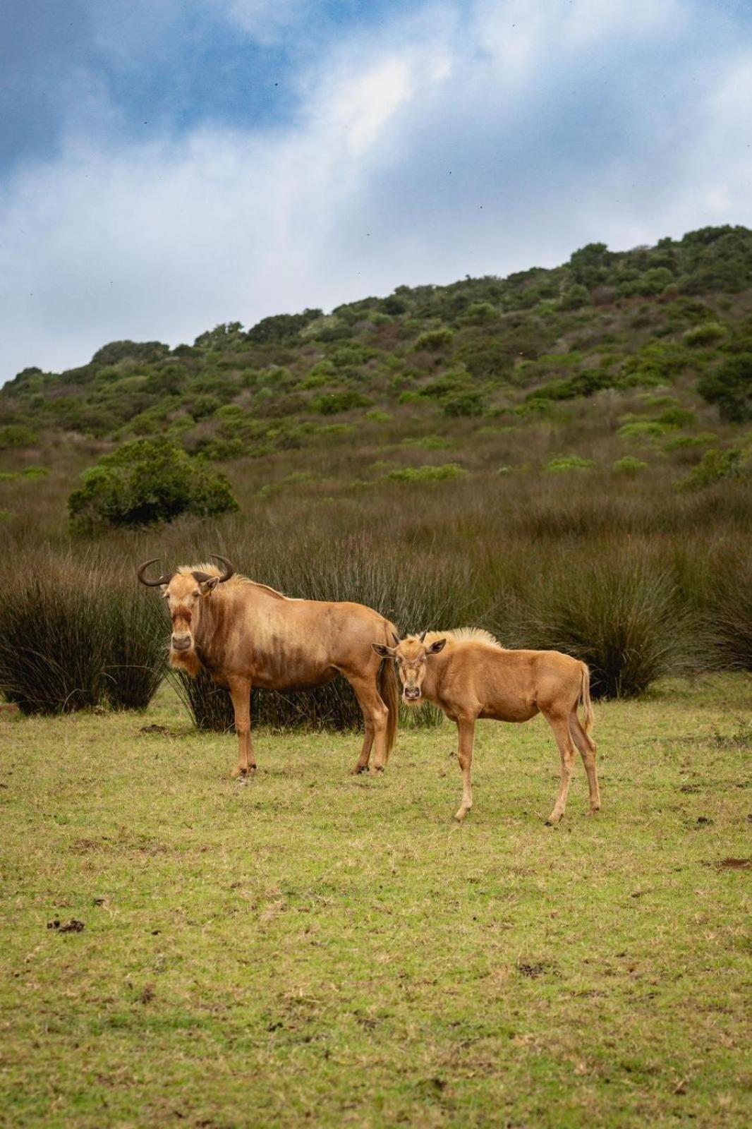 Baardbos Private Game Reserve Lejlighed Stilbaai Eksteriør billede