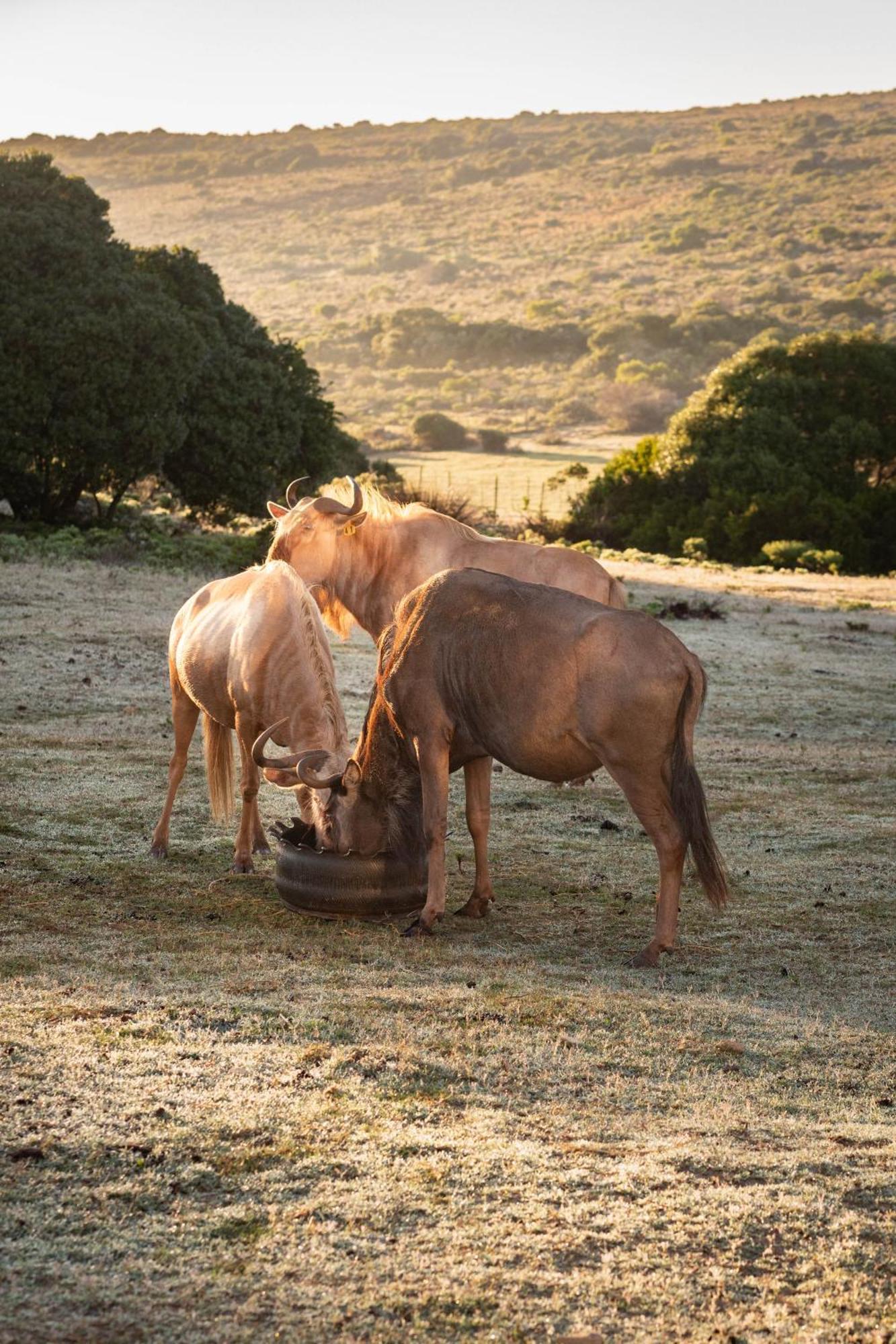 Baardbos Private Game Reserve Lejlighed Stilbaai Eksteriør billede