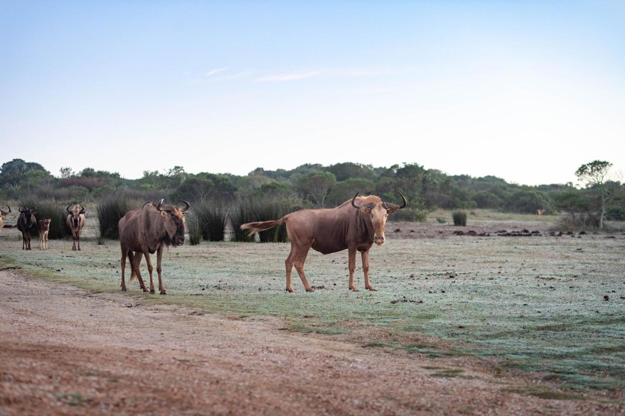 Baardbos Private Game Reserve Lejlighed Stilbaai Eksteriør billede